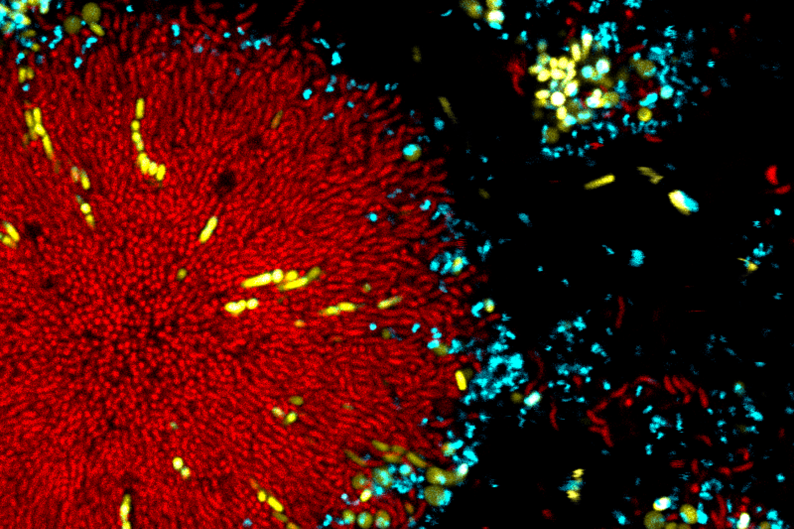 Unprotected E. coli (yellow) under attack from B. bacteriovorus (cyan) outside V. cholerae biofilm clusters